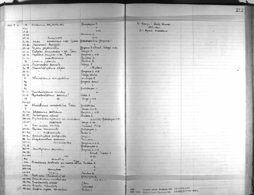 Ambo americana Monro, 1933 - Zoology Accessions Register: Annelida & Echinoderms: 1924 - 1936: page 212