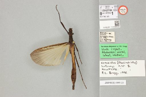 Kerabistus (Rhadinobistus) hollowayi Bragg, 2001 - 012496923_73649_93742