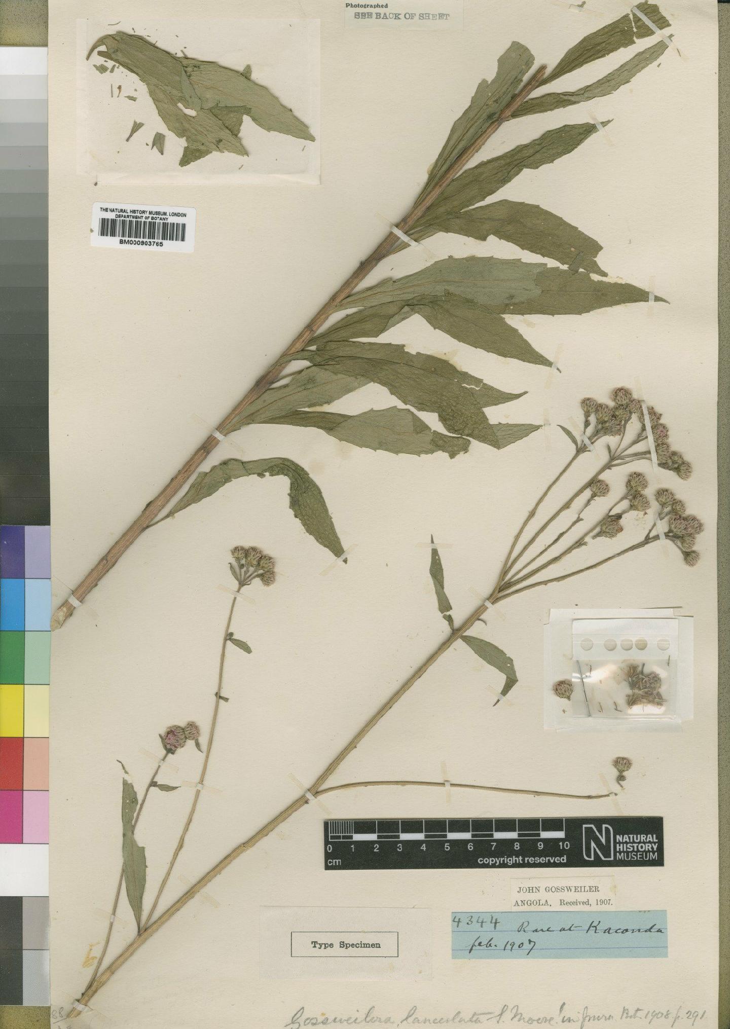 To NHMUK collection (Gossweilera lanceolata Moore; Type; NHMUK:ecatalogue:4528822)