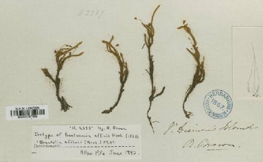 Breutelia affinis (Hook.) Mitt. - BM001087356