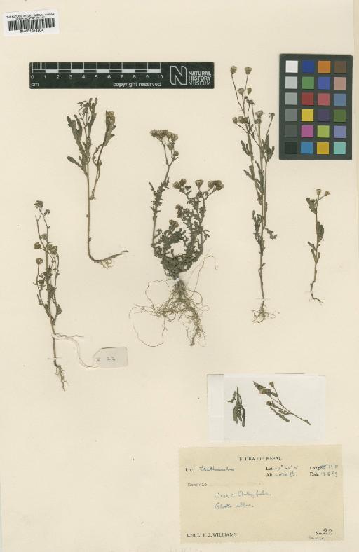 Senecio ramosus Wall. ex DC. - BM001053604