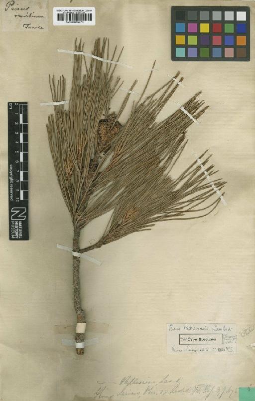 Pinus nigra subsp. pallasiana (Lamb.) Holmboe - BM001066270