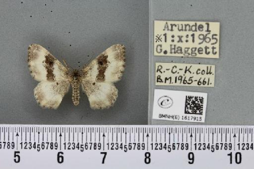 Epirrhoe alternata alternata ab. lacteata Larsen, 1948 - BMNHE_1617915_316057