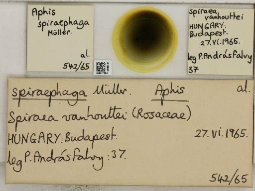 Aphis (Medoralis) spiraephaga Muller, 1961 - 014227602_112530_1093089_157656_NoStatus