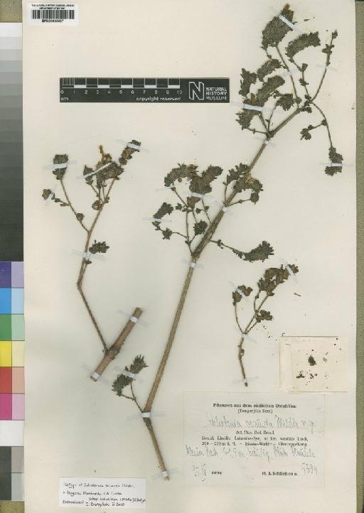 Isoglossa floribunda subsp. salviiflora (Mildbr) Darbysh - BM000906537