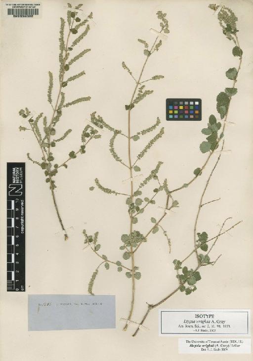 Aloysia wrightii (A.Gray) A.Heller - BM000643697