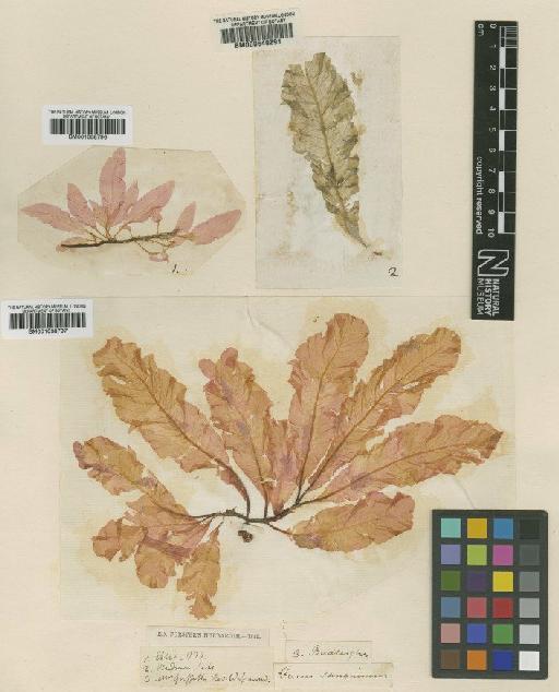 Delesseria sanguinea (Huds.) J.V.Lamour. - BM001038797