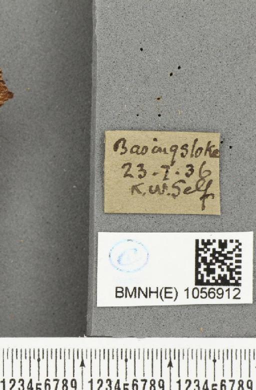 Aglais urticae ab. adumbrata Raynor, 1909 - BMNHE_1056912_label_46523