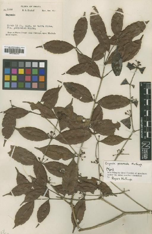 Eugenia percrenata McVaugh - BM000953787