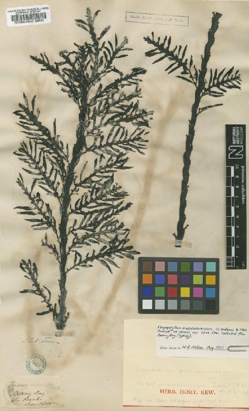 Carpophyllum maschalocarpum (Turner) Grev. - BM000562635