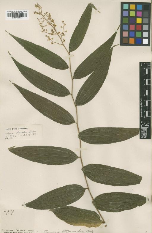 Maianthemum paniculatum (M.Martens & Galeotti) LaFrankie - BM000938053