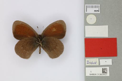 Erebia sokolovi colorata Churkin & Tuzov, 2000 - 012824427_Erebia_sokolovi_colorata_Churkin & Tuzov_2000_PT_1