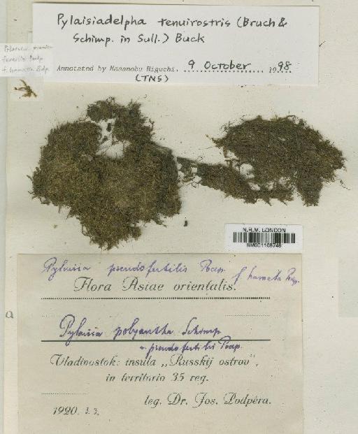 Pylaisiadelpha tenuirostris (Bruch & Schimp. ex Sull.) W.R.Buck - BM001108748