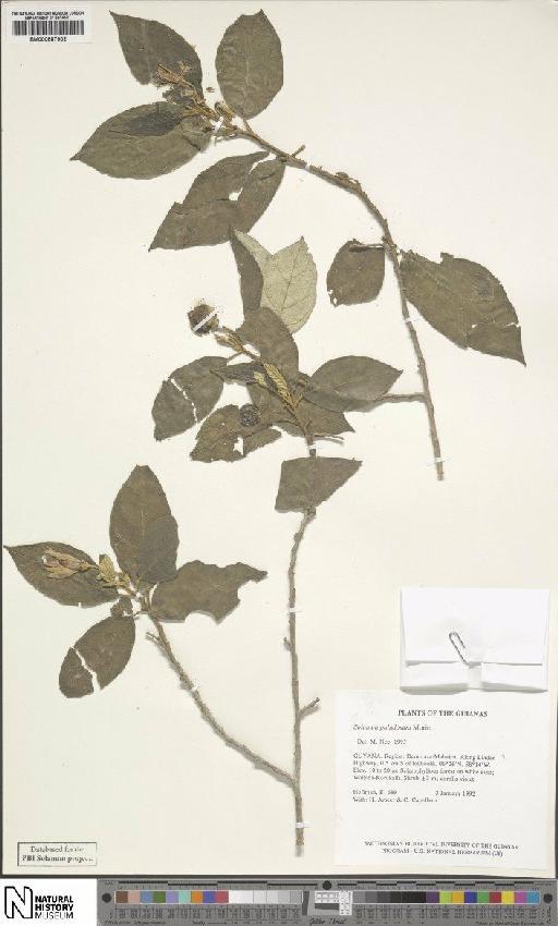 Solanum paludosum Moric - BM000887902