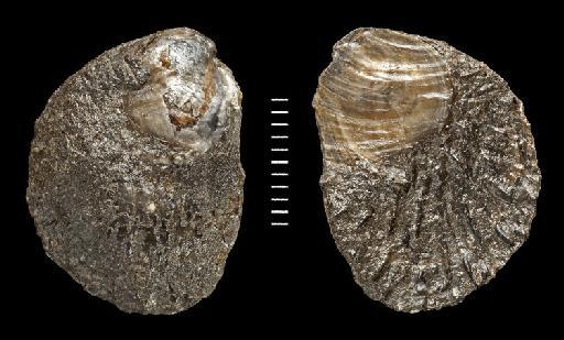 Harpax spinosa (J. Sowerby, 1819) - PI MB 1170 composite_image_2_views