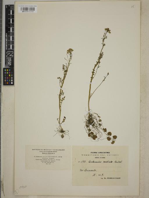 Cardamine costrata Griseb. - BM013410143