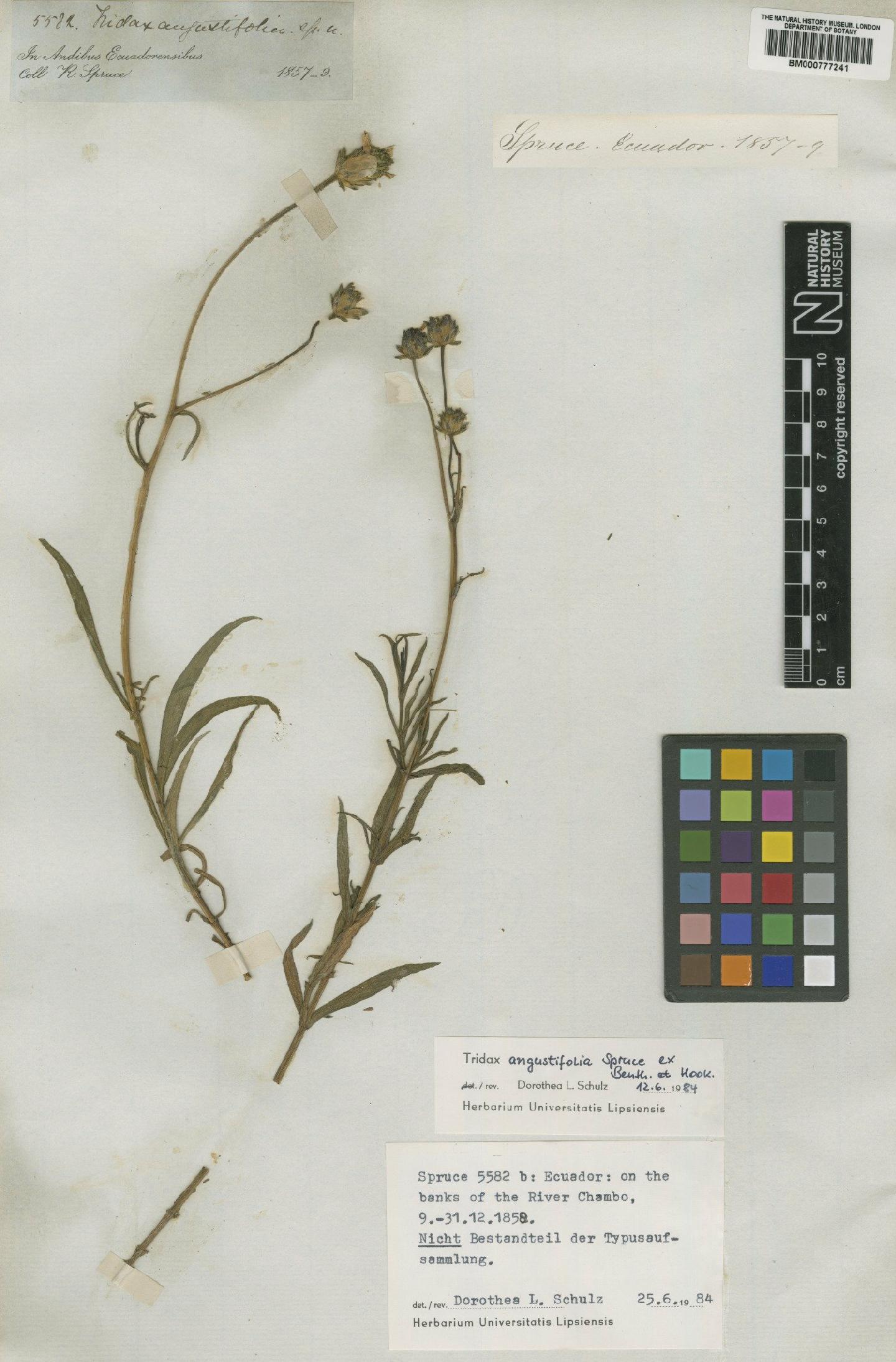To NHMUK collection (Tridax angustifolia Spruce ex Benth. & Hook.; Type; NHMUK:ecatalogue:4676705)