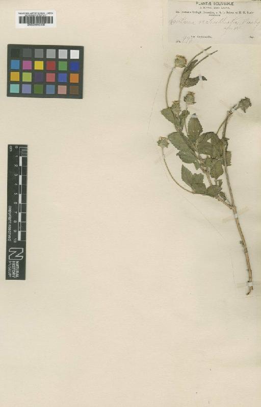 Lantana achyranthifolia Desf. - BM000992636