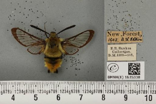 Hemaris tityus (Linnaeus, 1758) - BMNHE_1635338_205341