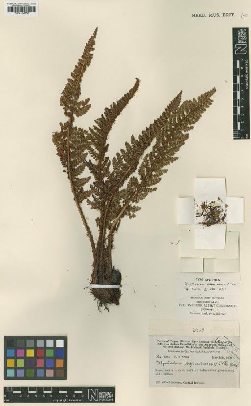 Polystichum papuanum C.Chr. - BM001048752