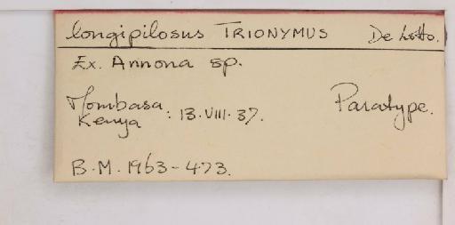 Crisicoccus longipilosus De Lotto, 1961 - 010715031_additional