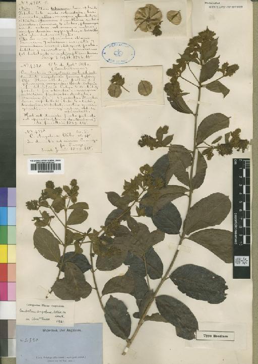 Combretum coriifolium Engl. & Diels - BM000902238