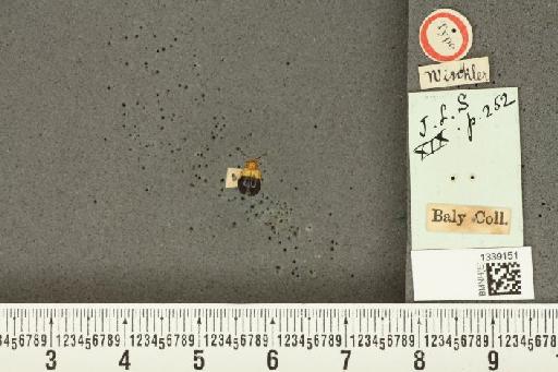 Isotes posticata (Baly, 1886) - BMNHE_1339151_a_23137