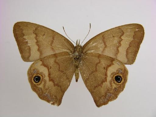 Euptychia rogersi Godman & Salvin, 1878 - BMNH(E)_ 1266994_Cyllopsis_(Euptychia)_rogersi_Godman & Salvin_HT_female_ (3)