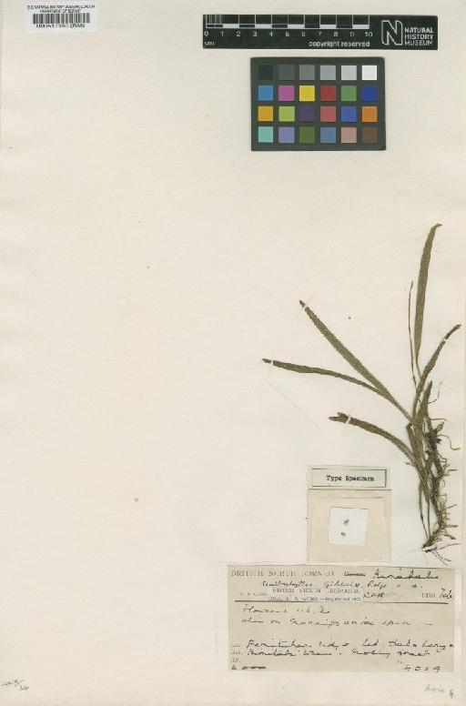 Bulbophyllum gibbsiae Rolfe - BM000517150