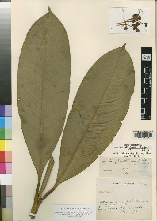 Garcinia letestui Pellegr - BM000601925