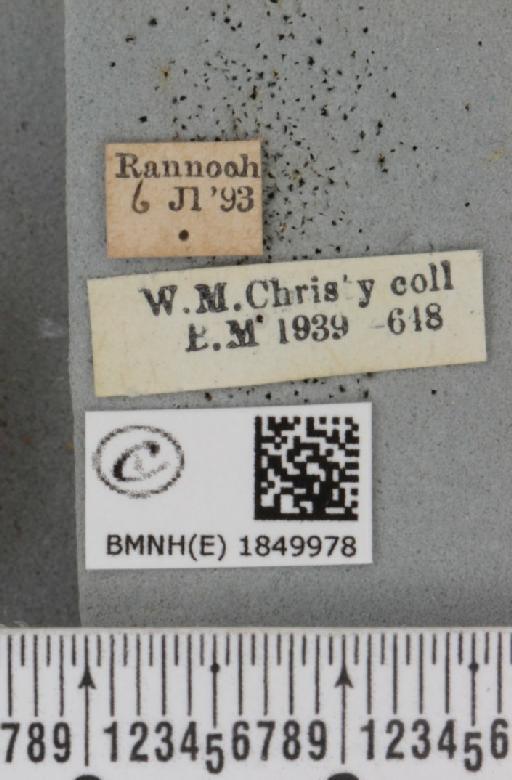 Macaria brunneata ab. atomarioides Nordström, 1941 - BMNHE_1849978_label_423394