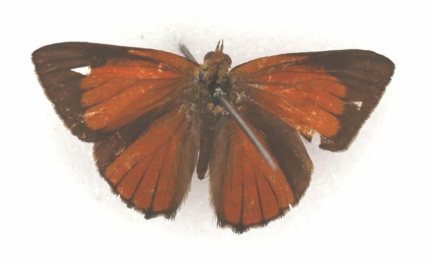 Hypochrysops apelles