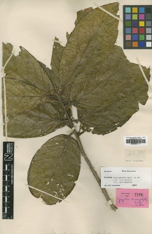 Symplocos macrophylla subsp. macrophylla DC. - BM000997477