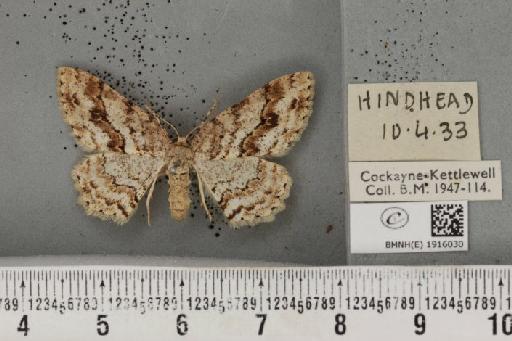 Ectropis crepuscularia (Denis & Schiffermüller, 1775) - BMNHE_1916030_482771