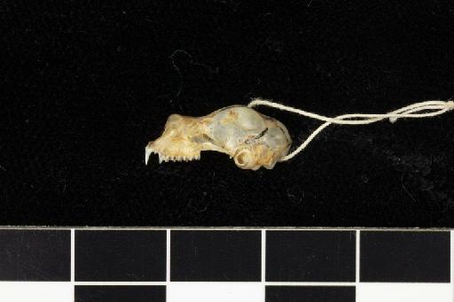 Rhinolophus blythi Andersen, 1918 - 1918_8_3_2-Rhinolophus_blythi-Holotype-Skull-lateral