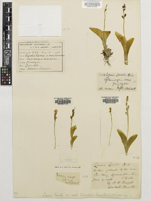 Liparis loeselii (L.) Rich. - BM000644432