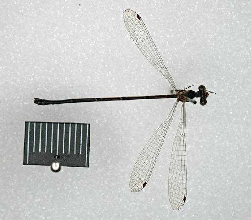 Elattoneura tetrica (Laidlaw, 1917) - BMNHE_1201786-Elattoneura_tetrica-specimen-dorsal_habitus