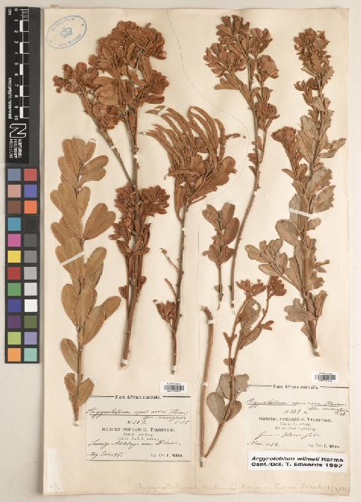 Argyrolobium wilmsii Harms - BM010763541