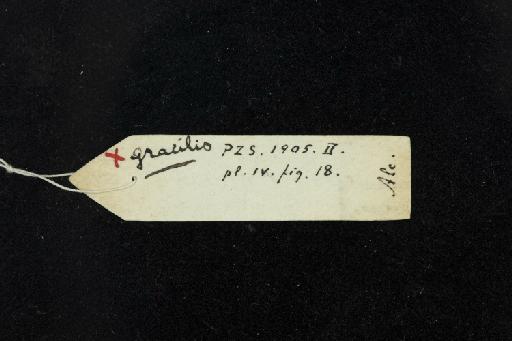 Rhinolophus gracilis Andersen, 1905 - 1873_4_16_2-Rhinolophus_gracilis-Holotype-Skull-label_reverse