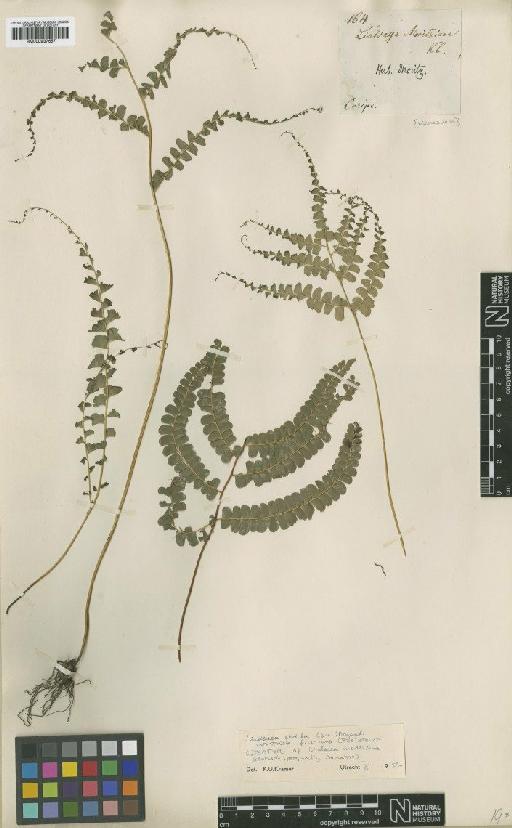 Lindsaea stricta var. parvula (Fée) Kramer - BM000937657