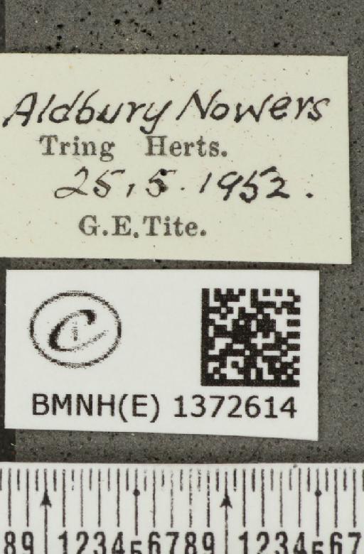 Aricia agestis (Denis & Schiffermüller, 1775) - BMNHE_1372614_label_178027