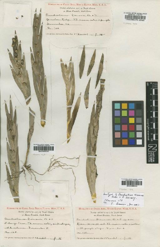 Dendrobium kiauense Ames & C.Schweinf. - BM000038276