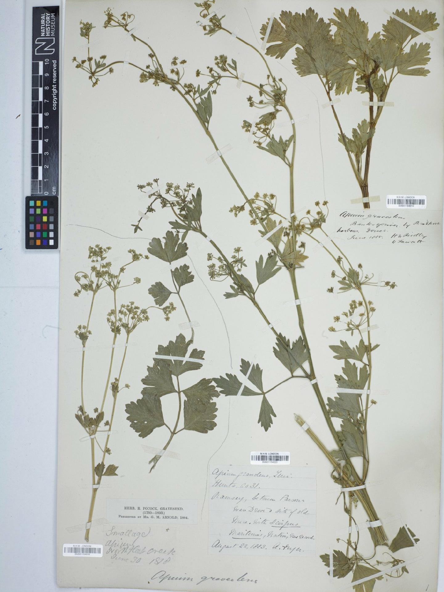 To NHMUK collection (Apium graveolens L.; NHMUK:ecatalogue:5567683)