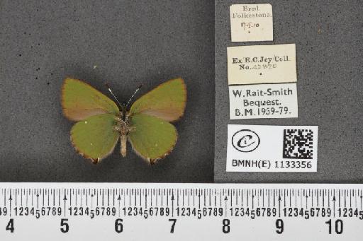 Callophrys rubi ab. incompleta Tutt, 1907 - BMNHE_1133356_97437