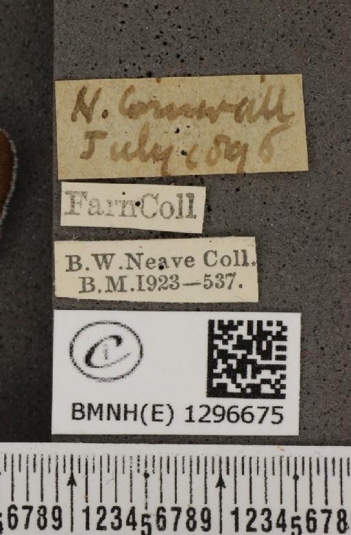 Maculinea arion eutyphron (Fruhstorfer, 1915) - BMNHE_1296675_label_134002