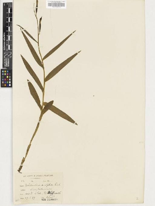 Cephalanthera longifolia (L.) Fritsch - BM000955100