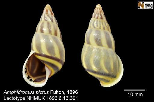 Amphidromus pictus Fulton, 1896 - 1896.6.13.39, LECTOTYPE, Amphidromus pictus Fulton, 1896