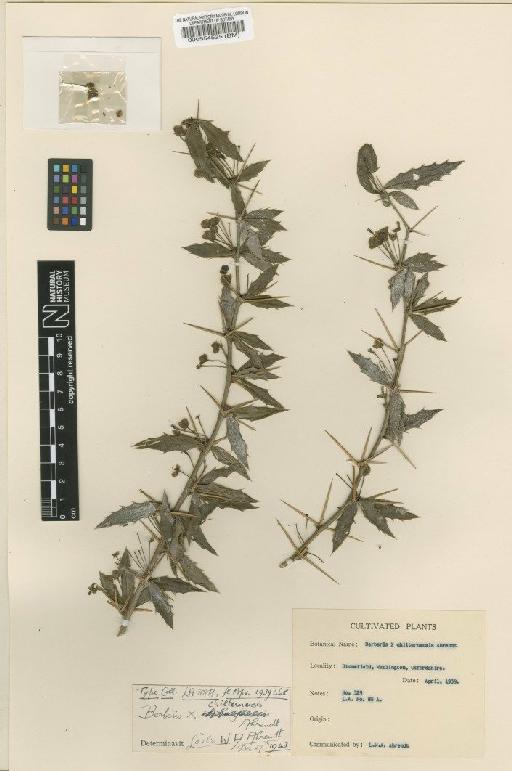 Berberis × chilternensis Ahrendt - BM000554525