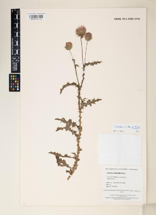 Carduus crispus x nutans = c. x stangii - 013721153