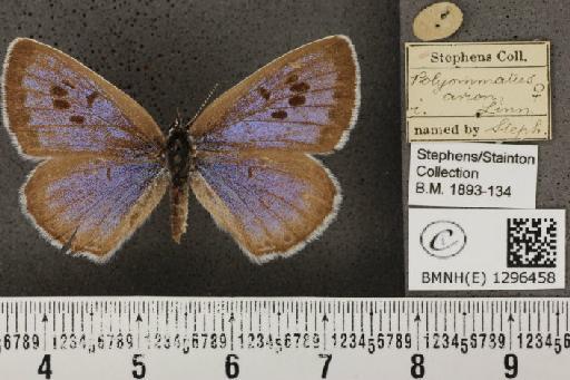 Maculinea arion eutyphron (Fruhstorfer, 1915) - BMNHE_1296458_147418